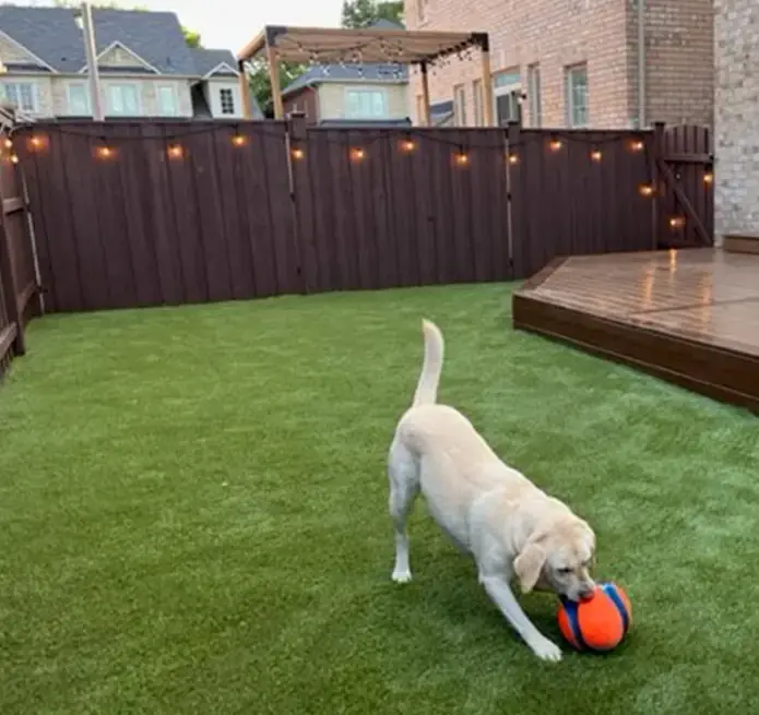 artificial grass for pets in Toronto